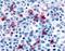 Histamine Receptor H4 antibody, OPA1-15360, Invitrogen Antibodies, Immunohistochemistry frozen image 