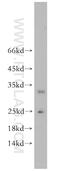 Glutathione Peroxidase 5 antibody, 18731-1-AP, Proteintech Group, Western Blot image 