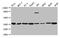Annexin A5 antibody, LS-C369245, Lifespan Biosciences, Western Blot image 
