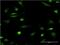  antibody, MA5-19171, Invitrogen Antibodies, Immunofluorescence image 