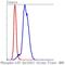 Eukaryotic Translation Initiation Factor 2A antibody, NBP2-67353, Novus Biologicals, Flow Cytometry image 