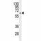 ERK8 antibody, F40231-0.4ML, NSJ Bioreagents, Western Blot image 