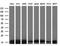 Eukaryotic Translation Initiation Factor 1 antibody, M04125-1, Boster Biological Technology, Western Blot image 