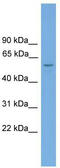 Target of EGR1 protein 1 antibody, TA329940, Origene, Western Blot image 