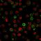 CD74 Molecule antibody, GTX34553, GeneTex, Immunofluorescence image 