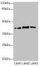 Prostaglandin E Synthase 2 antibody, LS-C676328, Lifespan Biosciences, Western Blot image 