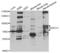 BTB Domain And CNC Homolog 1 antibody, abx004131, Abbexa, Western Blot image 