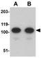 Actin Filament Associated Protein 1 Like 2 antibody, GTX17041, GeneTex, Western Blot image 