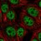 Smar1 antibody, HPA047164, Atlas Antibodies, Immunofluorescence image 