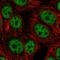 BTG3 Associated Nuclear Protein antibody, HPA047164, Atlas Antibodies, Immunofluorescence image 