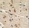 Protein Disulfide Isomerase Family A Member 6 antibody, LS-C163487, Lifespan Biosciences, Immunohistochemistry frozen image 