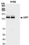 Ubiquitin Specific Peptidase 7 antibody, NB100-513, Novus Biologicals, Immunoprecipitation image 