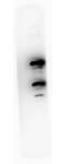 Programmed Cell Death 4 antibody, MP01105, Boster Biological Technology, Western Blot image 