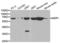 Macrophage Scavenger Receptor 1 antibody, LS-C331767, Lifespan Biosciences, Western Blot image 