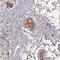 Transferrin antibody, HPA005692, Atlas Antibodies, Immunohistochemistry frozen image 