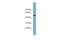 Serine Protease 16 antibody, PA5-42135, Invitrogen Antibodies, Western Blot image 