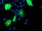 Osm antibody, TA503397, Origene, Immunofluorescence image 