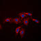 Caspase 7 antibody, LS-C351918, Lifespan Biosciences, Immunofluorescence image 