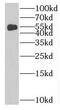 Ribosomal RNA-processing protein 8 antibody, FNab07501, FineTest, Western Blot image 