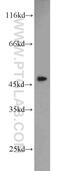 Serpin Family H Member 1 antibody, 10875-1-AP, Proteintech Group, Western Blot image 