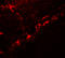 Dendritic Cell Associated Nuclear Protein antibody, 7769, ProSci, Immunofluorescence image 