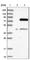 GTPase, IMAP Family Member 8 antibody, HPA014474, Atlas Antibodies, Western Blot image 