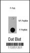 Eukaryotic Translation Initiation Factor 4E Binding Protein 1 antibody, MBS9210664, MyBioSource, Dot Blot image 
