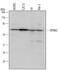 Dual Specificity Tyrosine Phosphorylation Regulated Kinase 3 antibody, AF5409, R&D Systems, Western Blot image 