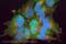 Solute Carrier Family 6 Member 2 antibody, ab41559, Abcam, Immunofluorescence image 