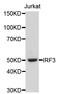 Interferon Regulatory Factor 3 antibody, abx127107, Abbexa, Western Blot image 