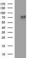 Mucosal Vascular Addressin Cell Adhesion Molecule 1 antibody, LS-C340626, Lifespan Biosciences, Western Blot image 