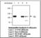 RB Transcriptional Corepressor 1 antibody, LS-C62026, Lifespan Biosciences, Western Blot image 