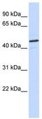 Cation channel sperm-associated protein 2 antibody, TA338749, Origene, Western Blot image 