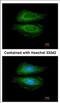 Cortactin antibody, NBP2-15972, Novus Biologicals, Immunocytochemistry image 