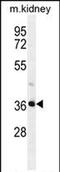 PIH1 Domain Containing 2 antibody, PA5-71511, Invitrogen Antibodies, Western Blot image 