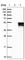 Ankyrin Repeat Domain 40 antibody, HPA021668, Atlas Antibodies, Western Blot image 