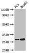 Interleukin 34 antibody, LS-C678323, Lifespan Biosciences, Western Blot image 