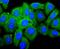 Insulin Like Growth Factor 2 antibody, NBP2-67915, Novus Biologicals, Immunocytochemistry image 