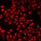 Tryptophan Hydroxylase 2 antibody, LS-C668907, Lifespan Biosciences, Immunofluorescence image 