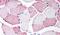 G Protein-Coupled Receptor Class C Group 6 Member A antibody, PA5-33810, Invitrogen Antibodies, Immunohistochemistry paraffin image 