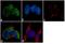 Phospholipase A2 Group V antibody, MA1-830, Invitrogen Antibodies, Immunofluorescence image 