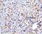 Mitofusin 1 antibody, MA5-24789, Invitrogen Antibodies, Immunohistochemistry frozen image 