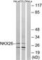 NK2 Homeobox 6 antibody, A30727, Boster Biological Technology, Western Blot image 
