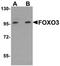 Forkhead Box O3 antibody, orb75444, Biorbyt, Western Blot image 