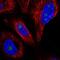 WD Repeat Domain 82 antibody, NBP2-57428, Novus Biologicals, Immunofluorescence image 