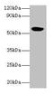 Histidyl-TRNA Synthetase 2, Mitochondrial antibody, CSB-PA010138HA01HU, Cusabio, Western Blot image 