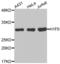 H1 Histone Family Member 0 antibody, abx002346, Abbexa, Western Blot image 