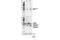 Caspase 9 antibody, 52873S, Cell Signaling Technology, Western Blot image 