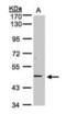 TNF Receptor Superfamily Member 25 antibody, orb89982, Biorbyt, Western Blot image 