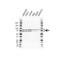 Heterogeneous Nuclear Ribonucleoprotein R antibody, VPA00220, Bio-Rad (formerly AbD Serotec) , Western Blot image 